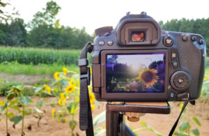 A Canon DSLR in a field of sunflowers