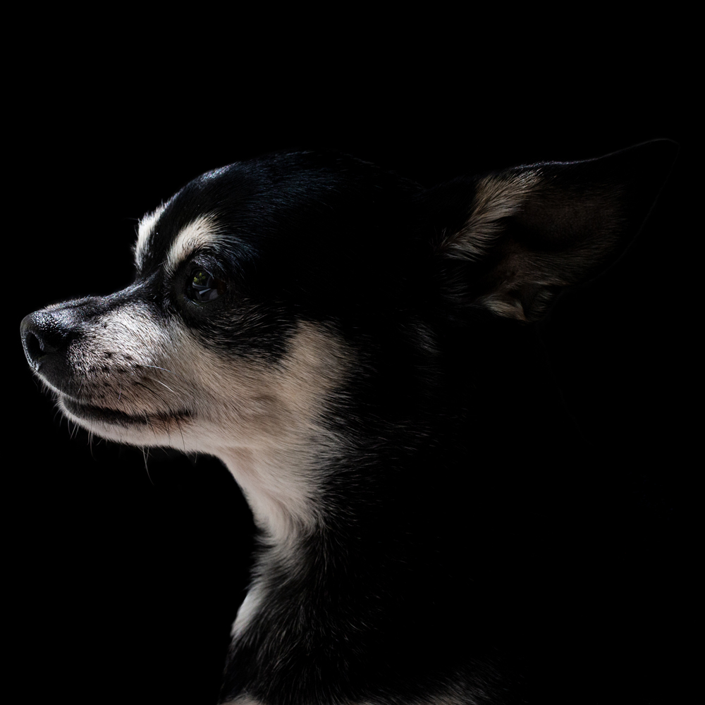 A profile of a chihuahua