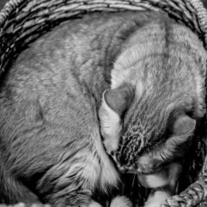 A black and white image of a cat sleeping